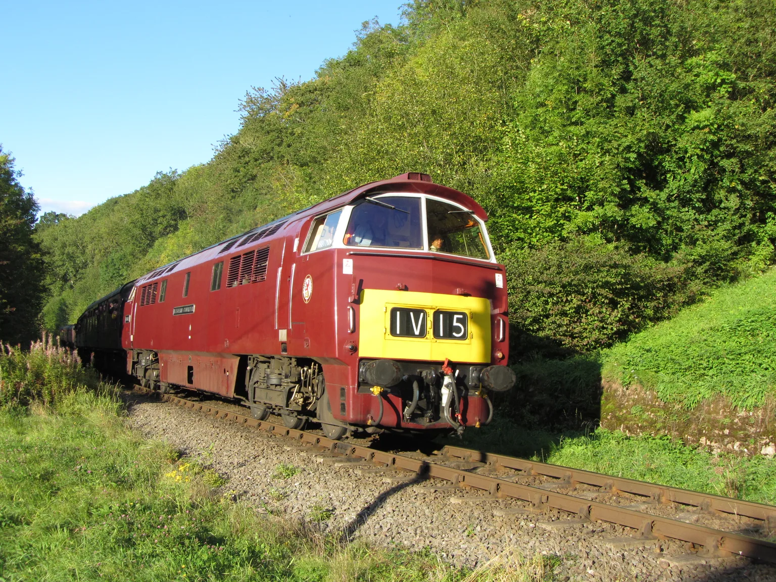 A red Western class diesel locomotive leading a train along a wooded cutting near Northwood on a sunny day