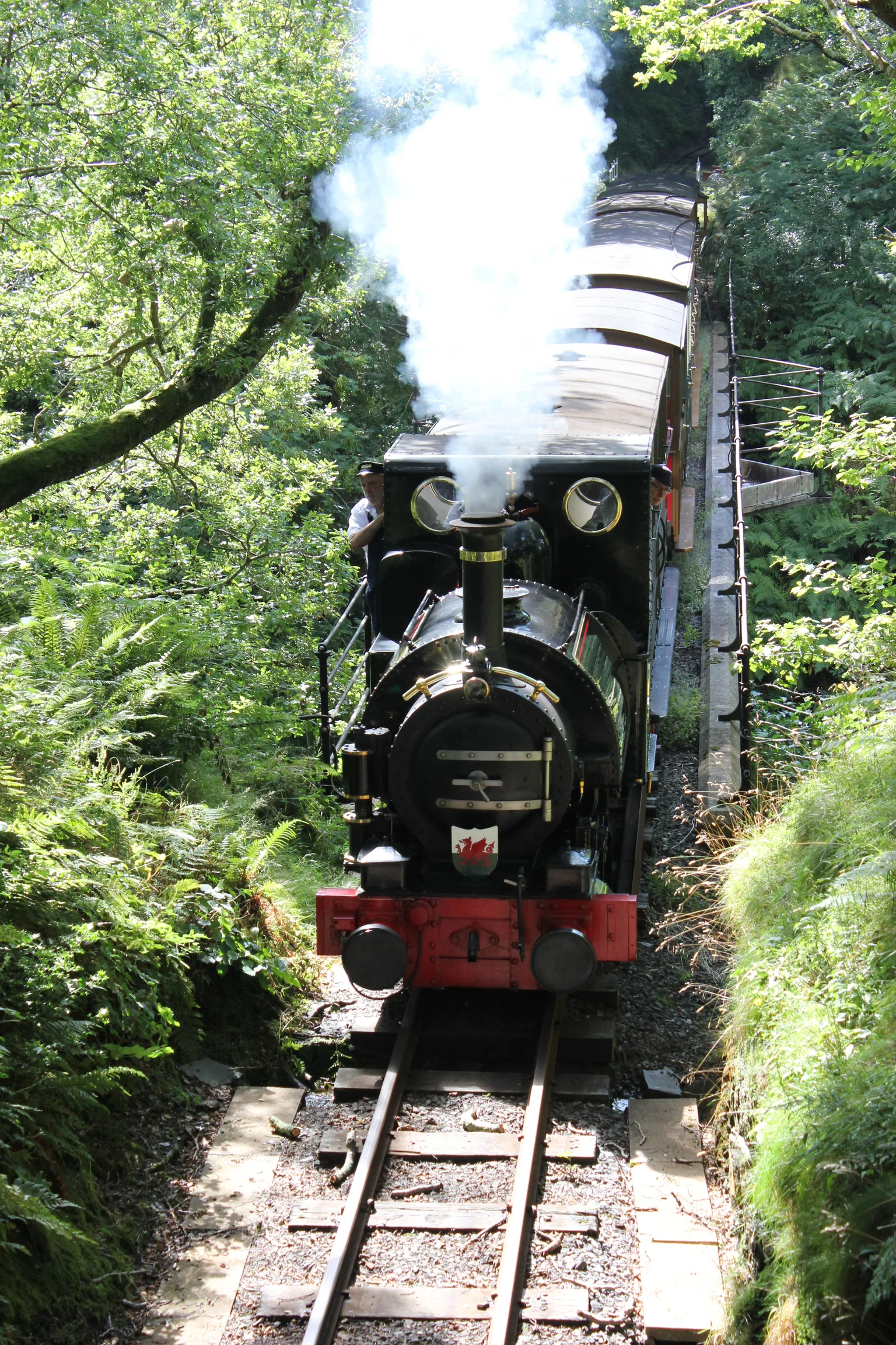 A small narrow gauge steam engine climbing towards Dolgoch through woodland, steam above